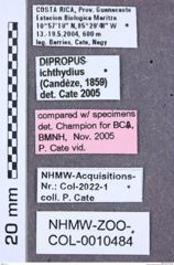 Etikette zu Dipropus ichthydius (NHMW-ZOO-COL-0010484)